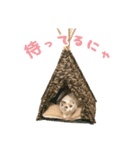 猫のしらたまの日常（個別スタンプ：40）