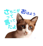 猫好きな『さちこ』専用スタンプ（個別スタンプ：1）