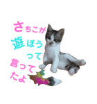 猫好きな『さちこ』専用スタンプ（個別スタンプ：3）