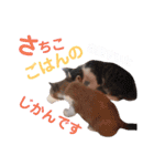 猫好きな『さちこ』専用スタンプ（個別スタンプ：4）