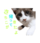 猫好きな『さちこ』専用スタンプ（個別スタンプ：5）
