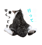 猫好きな『さちこ』専用スタンプ（個別スタンプ：6）