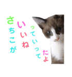 猫好きな『さちこ』専用スタンプ（個別スタンプ：7）
