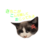 猫好きな『さちこ』専用スタンプ（個別スタンプ：8）