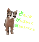 猫好きな『さちこ』専用スタンプ（個別スタンプ：11）