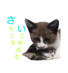 猫好きな『さちこ』専用スタンプ（個別スタンプ：12）