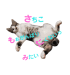 猫好きな『さちこ』専用スタンプ（個別スタンプ：13）