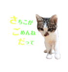 猫好きな『さちこ』専用スタンプ（個別スタンプ：15）