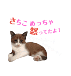 猫好きな『さちこ』専用スタンプ（個別スタンプ：16）
