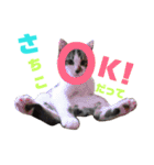 猫好きな『さちこ』専用スタンプ（個別スタンプ：17）