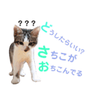 猫好きな『さちこ』専用スタンプ（個別スタンプ：19）