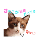 猫好きな『さちこ』専用スタンプ（個別スタンプ：20）