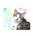 猫好きな『さちこ』専用スタンプ（個別スタンプ：22）