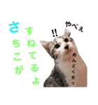 猫好きな『さちこ』専用スタンプ（個別スタンプ：24）