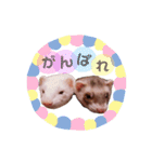 フェレット日常スタンプ（個別スタンプ：3）