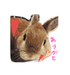 ぷちはうさぎ（個別スタンプ：1）