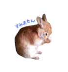 ぷちはうさぎ（個別スタンプ：2）