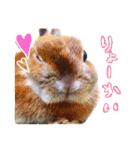 ぷちはうさぎ（個別スタンプ：5）