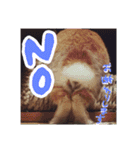 ぷちはうさぎ（個別スタンプ：6）