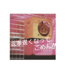 ぷちはうさぎ（個別スタンプ：10）