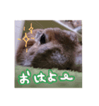 ぷちはうさぎ（個別スタンプ：14）