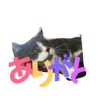 仙一さん（個別スタンプ：11）