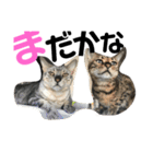 仙一さん（個別スタンプ：15）