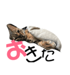 仙一さん（個別スタンプ：18）