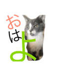 仙一さん（個別スタンプ：19）