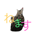 仙一さん（個別スタンプ：22）