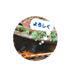 かわいいケビンのスタンプ（個別スタンプ：5）