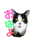 みーやんさん（個別スタンプ：4）