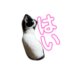 みーやんさん（個別スタンプ：13）