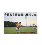 コナ挨拶スタンプ（個別スタンプ：1）