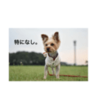 コナ挨拶スタンプ（個別スタンプ：3）
