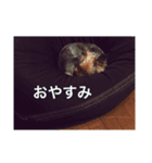 コナ挨拶スタンプ（個別スタンプ：9）