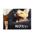 コナ挨拶スタンプ（個別スタンプ：12）