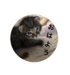うちの猫 ろあ（個別スタンプ：1）