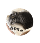うちの猫 ろあ（個別スタンプ：2）