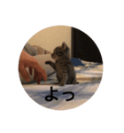 うちの猫 ろあ（個別スタンプ：3）