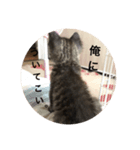 うちの猫 ろあ（個別スタンプ：4）