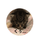 うちの猫 ろあ（個別スタンプ：5）