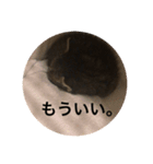 うちの猫 ろあ（個別スタンプ：6）