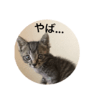 うちの猫 ろあ（個別スタンプ：7）