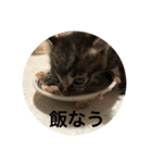 うちの猫 ろあ（個別スタンプ：8）