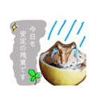 かぼすとはっさくと、たまに亀。（個別スタンプ：4）