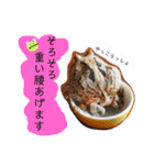 かぼすとはっさくと、たまに亀。（個別スタンプ：6）