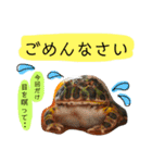 かぼすとはっさくと、たまに亀。（個別スタンプ：8）