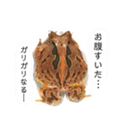 かぼすとはっさくと、たまに亀。（個別スタンプ：10）