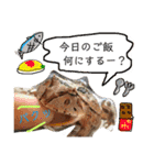かぼすとはっさくと、たまに亀。（個別スタンプ：13）